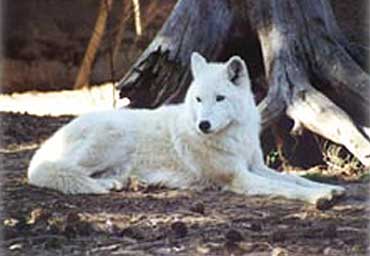 albino wolves